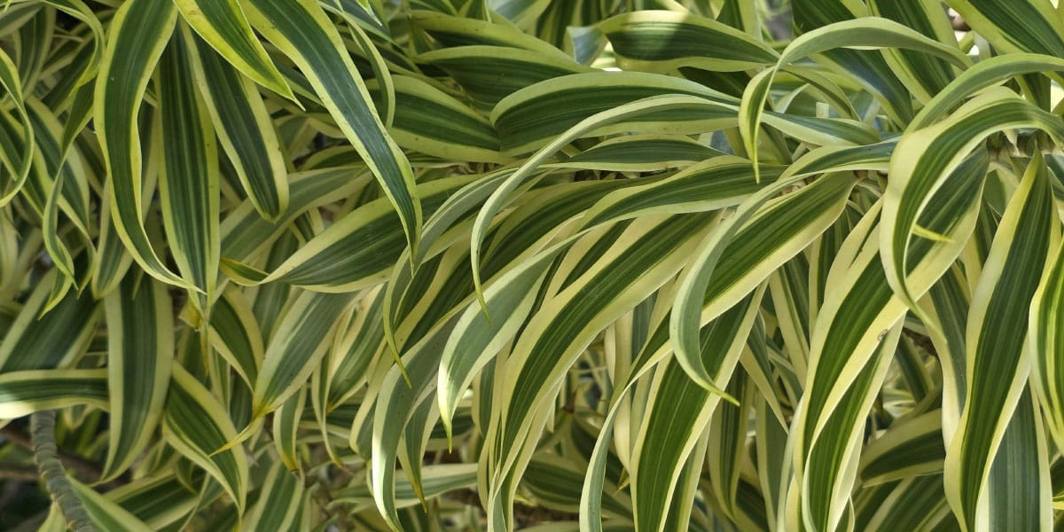 Sobne rastline, ki izboljšajo zrak v stanovanju