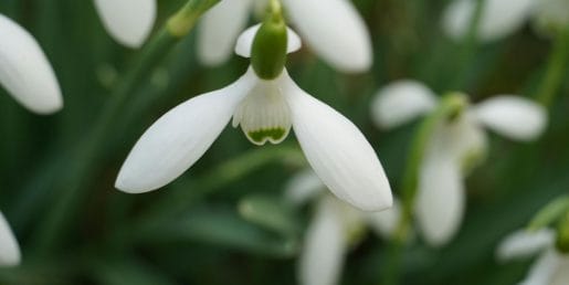Ali so vaši zvončki že pokukali na dan? Če opazite to spremembo, jih nikar ne presajajte