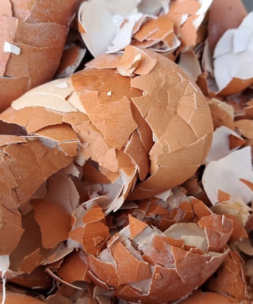 Naravno gnojenje sobnih rastlin: Zakaj so kavne usedline in jajčne lupine zlata vredni