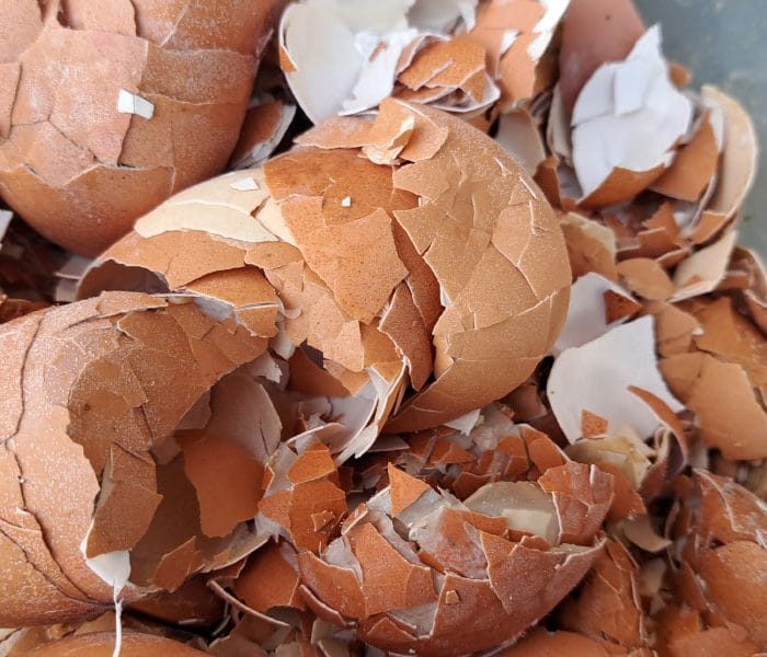 Naravno gnojenje sobnih rastlin: Zakaj so kavne usedline in jajčne lupine zlata vredni