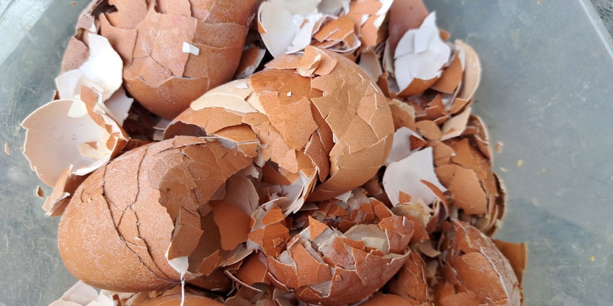 Jajčne lupine