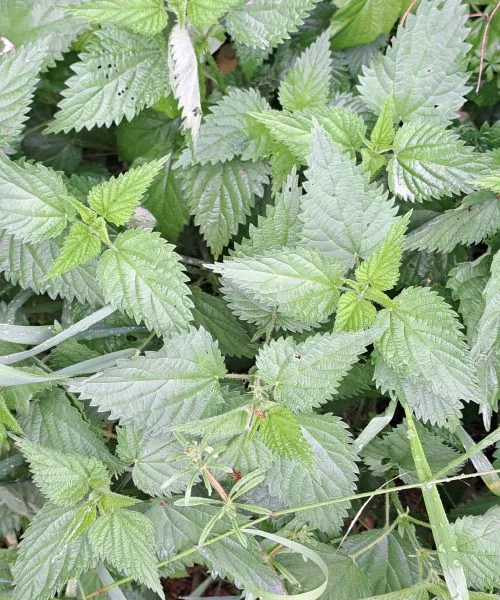 Marec na vrtu: katera prva divja zelišča nabrati za spomladansko energijo