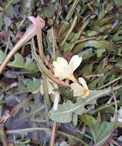 Regrat: Brezplačno superživilo s slovenskih travnikov, ki ga vaša jetra obožujejo