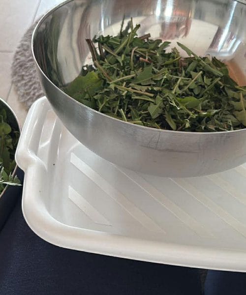 Prva spomladanska superhrana raste skoraj na vsakem travniku