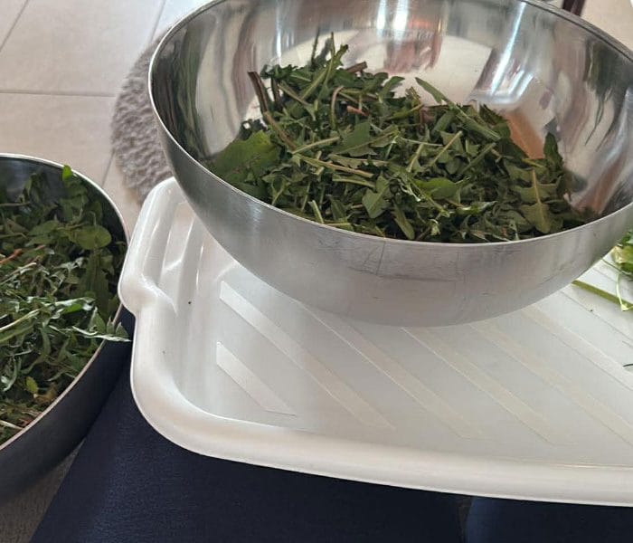 Prva spomladanska superhrana raste skoraj na vsakem travniku