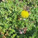 Ta preprost spomladanski obrok pomaga telesu, da se po zimi ponovno “zažene”