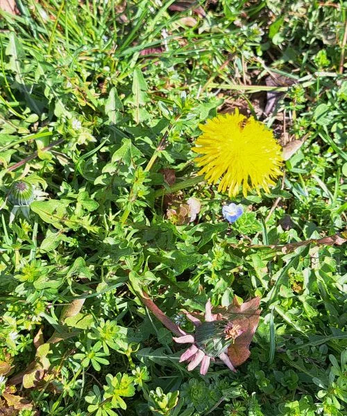 Ta preprost spomladanski obrok pomaga telesu, da se po zimi ponovno “zažene”