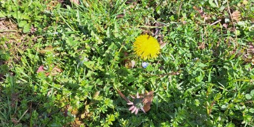 Ta preprost spomladanski obrok pomaga telesu, da se po zimi ponovno “zažene”