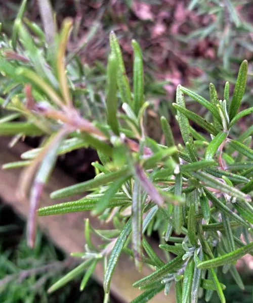 Marec je idealen za prvo rez nizkih zelišč: kaj lahko že uredite na balkonu