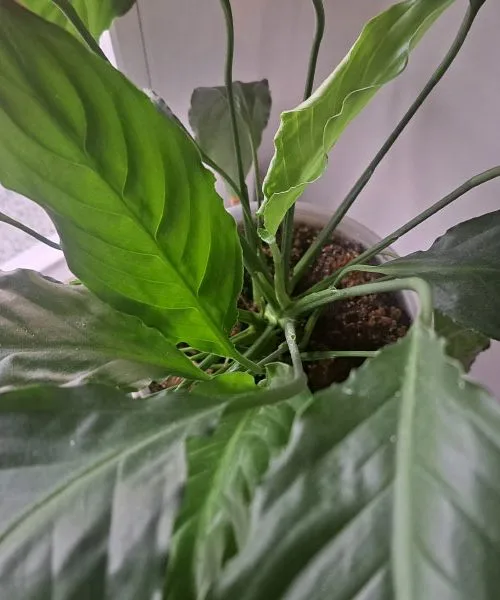 Kakovost zraka doma: Kako naravno očistiti zrak brez dragih naprav?