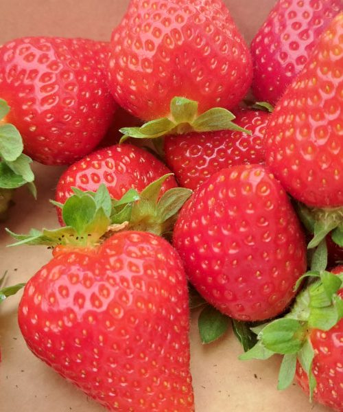 To sadje je maja med najbolj iskanimi – nutricionisti opozarjajo na pogosto napako